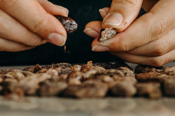 Dominican Cacao Secrets: Hands-On Chocolate Master Class in Punta Cana - 4