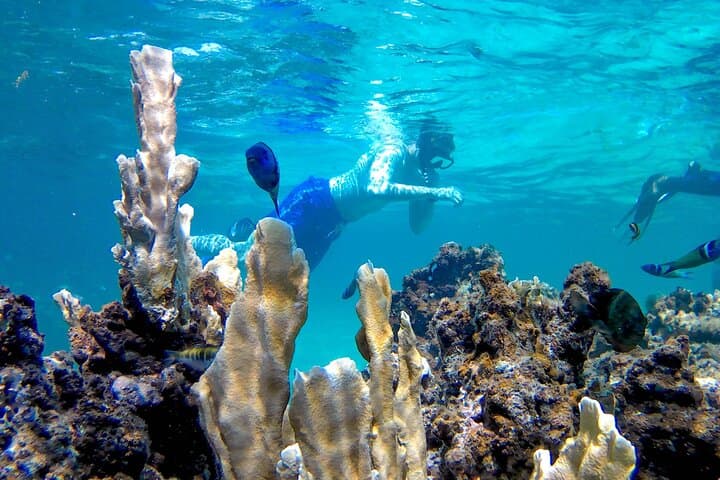 Punta Cana Adults-Only Snorkel & Seafood Feast: Premium Catamaran Adventure - 3