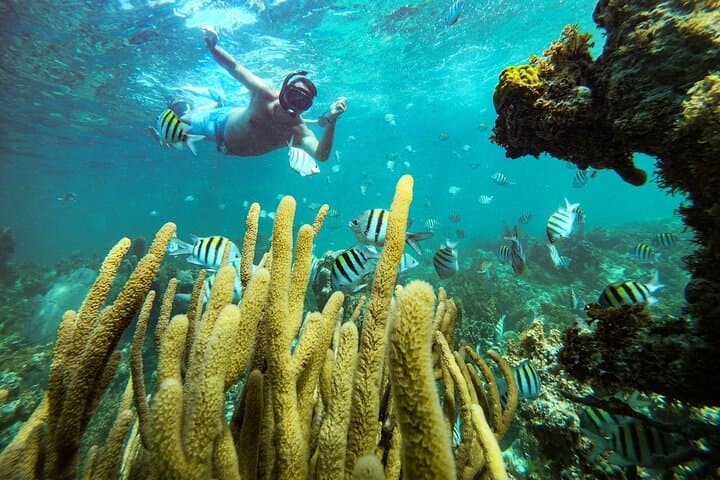 Punta Cana Adults-Only Snorkel & Seafood Feast: Premium Catamaran Adventure - 5